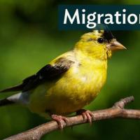 A male American Goldfinch molting in the fall, the yellow feathers on his head showing loss