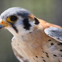 American Kestrel