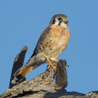 American Kestrel