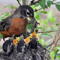 American Robin feeding its three open-beaked nestlings with a green caterpillar. 