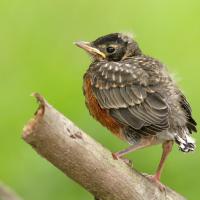 A young American Robin fledgling perched on a branch against a diffuse green background