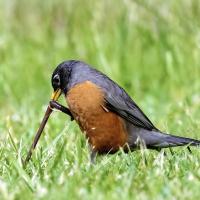 American Robin stands on green grass while pulling a worm up with its beak