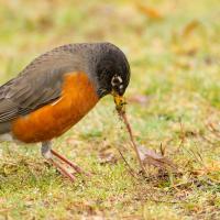 American Robin with orange breast and dark brown head pulls a worm from a grassy area