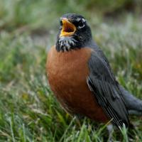 American Robin singing