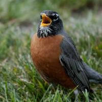 American Robin singing