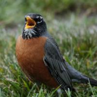 American Robin singing