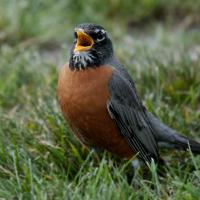 American Robin standing on grass, facing forward, beak open while singing