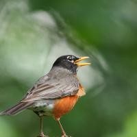 American Robin singing with its yellow beak open in front of diffused green leaves