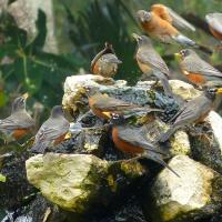 Flock of American Robins at a water fountain