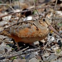 American Woodcock walking over fallen leaves and twigs