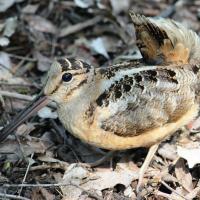 American Woodcock