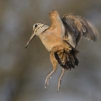 American Woodcock