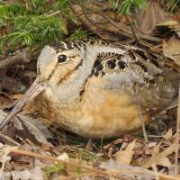 A small round bird with large eyes and very long beak stands amidst fallen leaves