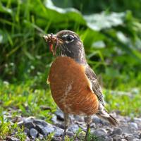 American Robin and earthworm