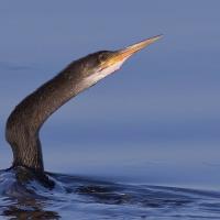 Anhinga stretching its long angled neck out of calm blue water, and pointing its narrow slender beak upward.