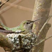 Anna's Hummingbird