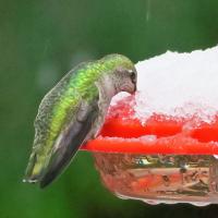 Anna's Hummingbird supping from a snow-covered feeder