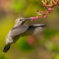 Anna's Hummingbird drinking from flower