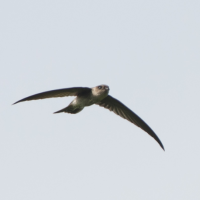 A Himalayan Swiftlet with long, pointed wings spread in flight, seen from a distance