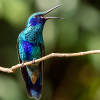 Sparkling Violetear stands on thin tree branch