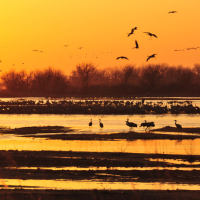 Sandhill Cranes swirl above sandbars in the Platte River under a yellow-orange sunset