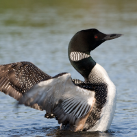 A Common Loon in the water rears up with neck arched up and wings spread