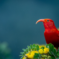 Mostly red with red beak, 'I'iwi stands on shrub looking left