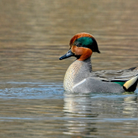 A male Green-winged Teal in the water with bright-green feathers on his head reflecting sunlight