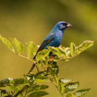 A male Indigo Bunting with blue feathers perches on top of a shrub in bright sunlight