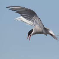 Arctic Tern in flight