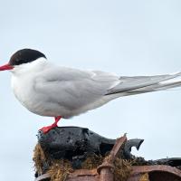 Arctic Tern