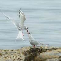 A pair of Arctic Terns, the male passing a sand eel to the female.