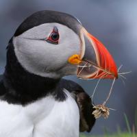 Close up view of Atlantic Puffin in profile, its round head with white face and black cap, and colorful large broad short beak in bands of black, yellow, and orange, holding a flower by its stem.