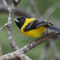 Audubon's Oriole