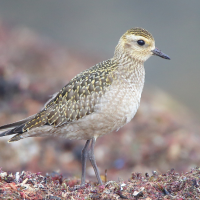 An American Golden-Plover in nonbreeding plumage on the beach