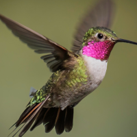 A male Broad-tailed Hummingbird in flight displaying his iridescent magenta throat patch