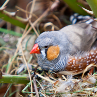 A Zebra Finch sits on a nest