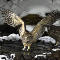 A Blakiston's Fish Owl catching a fish in a stream with wings spread