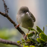 An 'akikiki perches on a branch