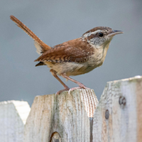 A Carolina Wren perches on a fencetop with tail cocked