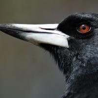 Australian Magpie