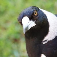 Closeup look at a male Australian Magpie as he cocks his head looking at the camera. He's black with a white collar and beak, with yellow orange eye.