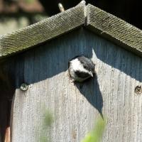 Black-capped Chickadee in a nest box