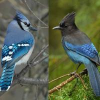 Blue Jay left, by Tom Robbins; Steller's Jay right, by Jacob McGinnis