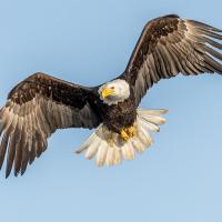 A Bald Eagle in flight against a blue sky, with its brown wings outstretched, white head and spread out white tail gleaming in sunlight