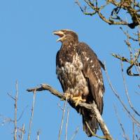 Juvenile Bald Eagle