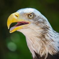 A juvenile Bald Eagle has its large yellow beak open while it pants to dissipate heat. 