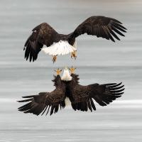 Two Bald Eagles approaching each other in flight, talons extended