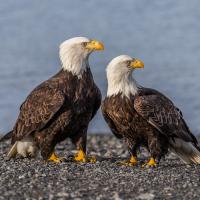 Male and female Bald Eagle pair