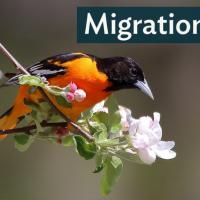 Male Baltimore Oriole perched on a flowering branch